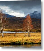 Autumn Birches Metal Print