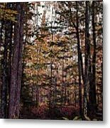 Autumn Color In The Woods Metal Print