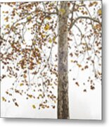 Autumn Fog Metal Print