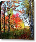 Autumn Forest Metal Print