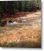 Autumn Forest Landscape Metal Print