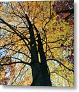 Autumn Glory Metal Print