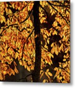 Autumn Gold Metal Print