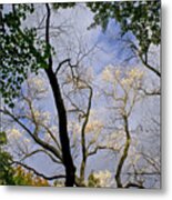 Autumn In The Tree Branches. Metal Print