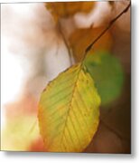 Autumn Leaf Metal Print