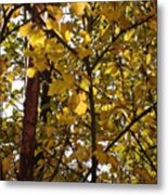 Autumn Leaves Metal Print