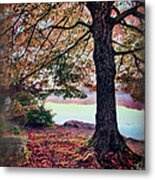 Autumn Leaves On The Blue Ridge Parkway Ap Metal Print