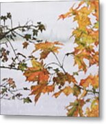 Autumn Maples Metal Print
