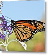 Autumn Monarch Butterfly 2016 Metal Print
