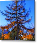 Autumn Pine Tree Metal Print
