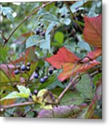 Autumn Purple Berries Metal Print