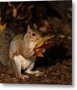 Autumn Squirrel Metal Print