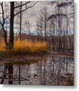 Autumn Swamp Metal Print