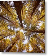 Autumn Treetops Metal Print