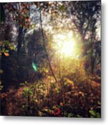 Autumn Woodland Metal Print