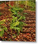 Autumn Woodland Path Metal Print