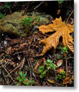 Autumn's Treasure Metal Print