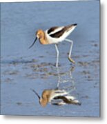 Avocet And Reflection Metal Print