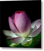 Awakening Metal Print