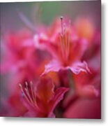 Azaleas Soft Flowers Details Metal Print