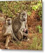 Baboon Family In Kenya Metal Print