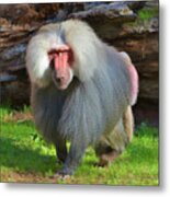 Baboon Stalking Metal Print