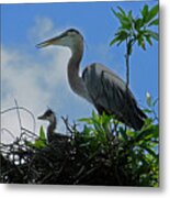 Baby And Mom Great Blue Heron Metal Print