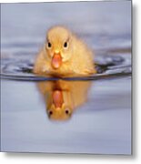 Baby Animals Series - Yellow Duckling Metal Print
