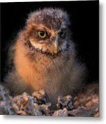 Baby Burrowing Cuteness Metal Print