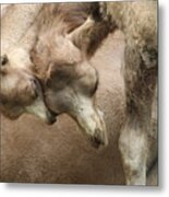 Baby Camels Metal Print