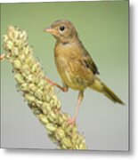 Baby Common Yellow Throat Warbler Metal Print