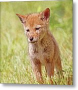 Baby Coyote Wild And Free Metal Print