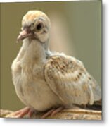 Baby Diamond Dove Geopelia Cuneata Metal Print