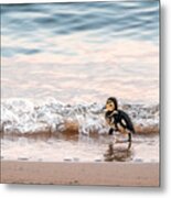 Baby Duck Running On A Beach Into The Waves Metal Print