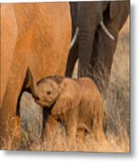 Baby Elephant 2 Metal Print