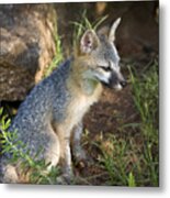 Baby Gray Fox Resting On Bluff Side Metal Print