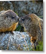 Baby Groundhogs Kissing Metal Print