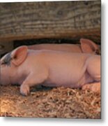 Baby Piglets Metal Print