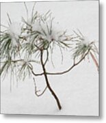 Baby Pine Metal Print