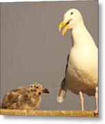 Baby Pulling On Mother's Tail Metal Print