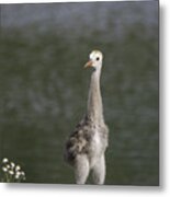 Baby Sandhill Crane Metal Print