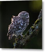Backlit Little Owl Metal Print
