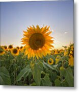 Backlit Metal Print