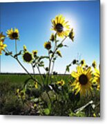 Backlit Sunflower 1 Metal Print