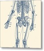 Backward Facing Skeletal Diagram - Vintage Anatomy Print Metal Print