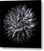 Backyard Flowers 20

#blacknwhite Metal Print