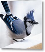 Bad Feather Day Metal Print
