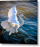 Balancing Act  Great White Egret Metal Print