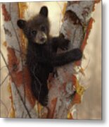 Black Bear Cub - Curious Cub Metal Print