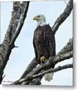 Bald Eagle 5 Metal Print